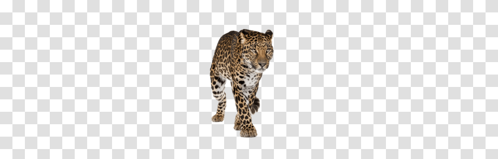 Cheetah Clipart, Panther, Wildlife, Mammal, Animal Transparent Png