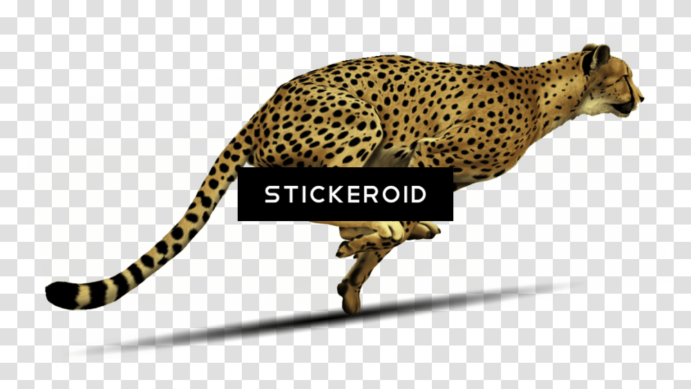 Cheetah Clipart, Wildlife, Mammal, Animal, Dinosaur Transparent Png