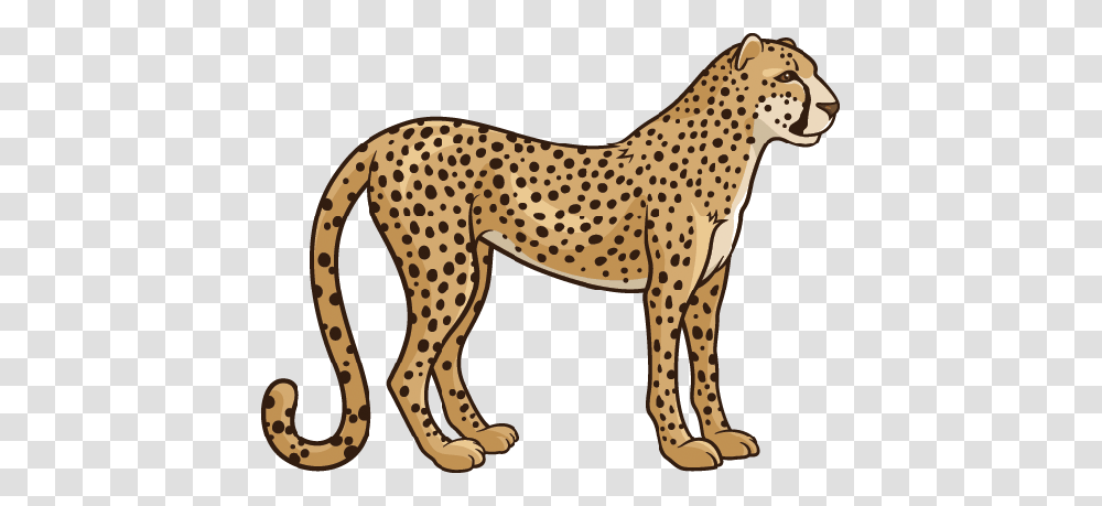 Cheetah Clipart, Wildlife, Mammal, Animal, Horse Transparent Png