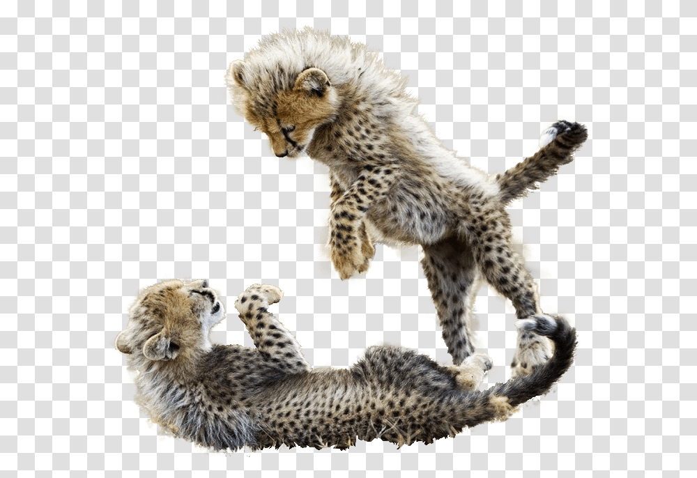 Cheetah Download Cheetah Babies Playing, Wildlife, Mammal, Animal, Panther Transparent Png