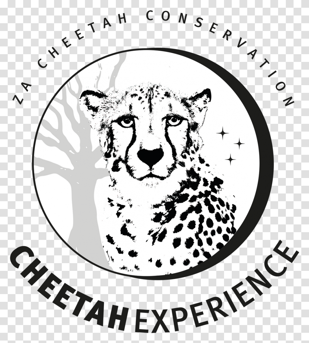 Cheetah Experience South Africa Visit Volunteer L Holidays Sulawesi Barat, Mammal, Animal, Wildlife, Panther Transparent Png