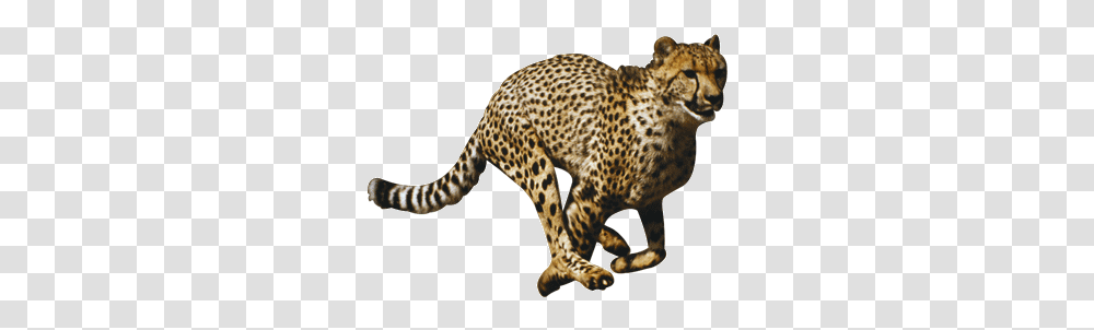 Cheetah File Cheetah, Panther, Wildlife, Mammal, Animal Transparent Png