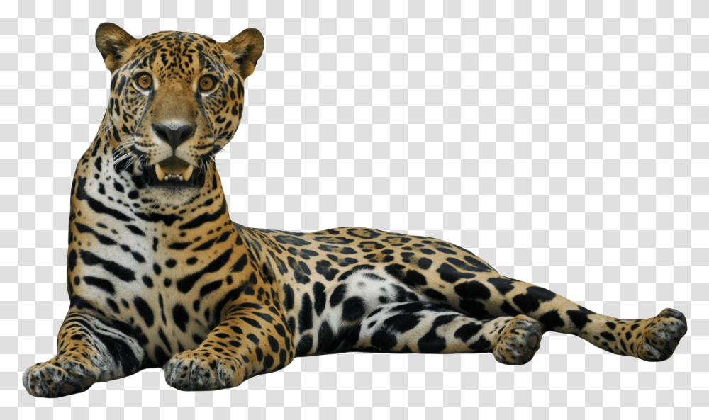 Cheetah File Jaguar, Panther, Wildlife, Mammal, Animal Transparent Png