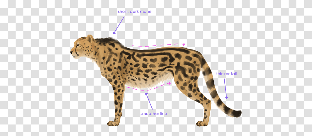 Cheetah Free Download Arts Cheetah With Lines, Wildlife, Mammal, Animal, Giraffe Transparent Png