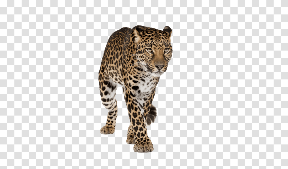 Cheetah Free Pictures, Panther, Wildlife, Mammal, Animal Transparent Png