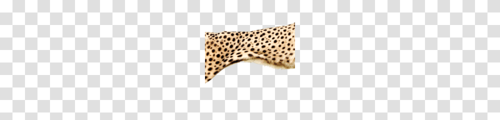 Cheetah Hd, Wildlife, Mammal, Animal, Panther Transparent Png