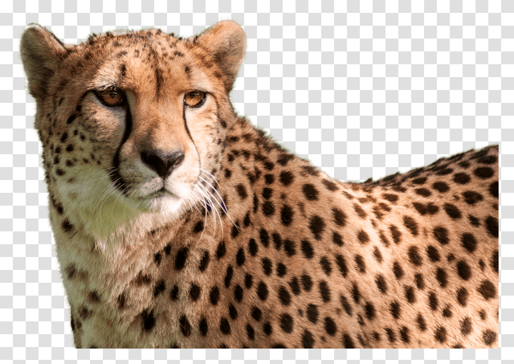 Cheetah Head Background, Wildlife, Mammal, Animal, Panther Transparent Png