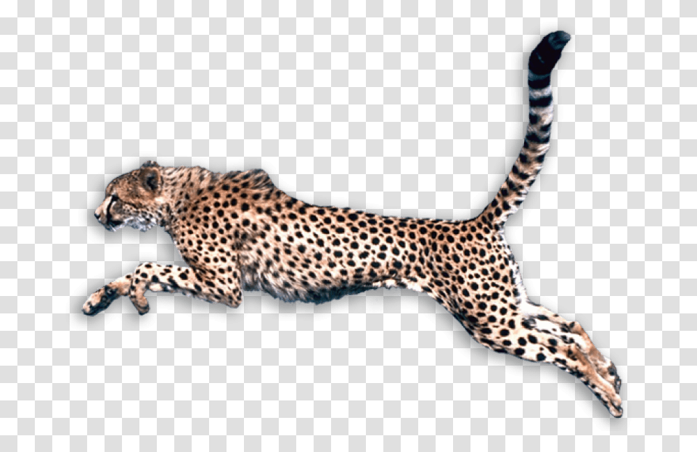 Cheetah Hunting Chettah, Wildlife, Mammal, Animal, Panther Transparent Png