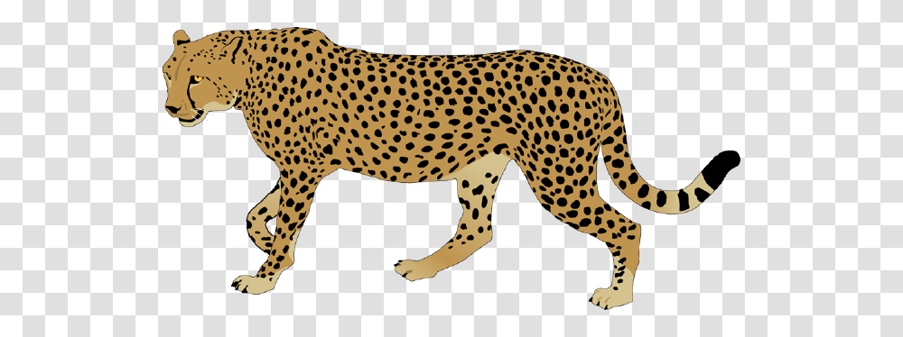 Cheetah Image Background Arts, Wildlife, Mammal, Animal, Panther Transparent Png
