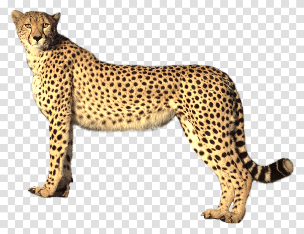 Cheetah Image Cheetah Background, Wildlife, Mammal, Animal, Panther Transparent Png
