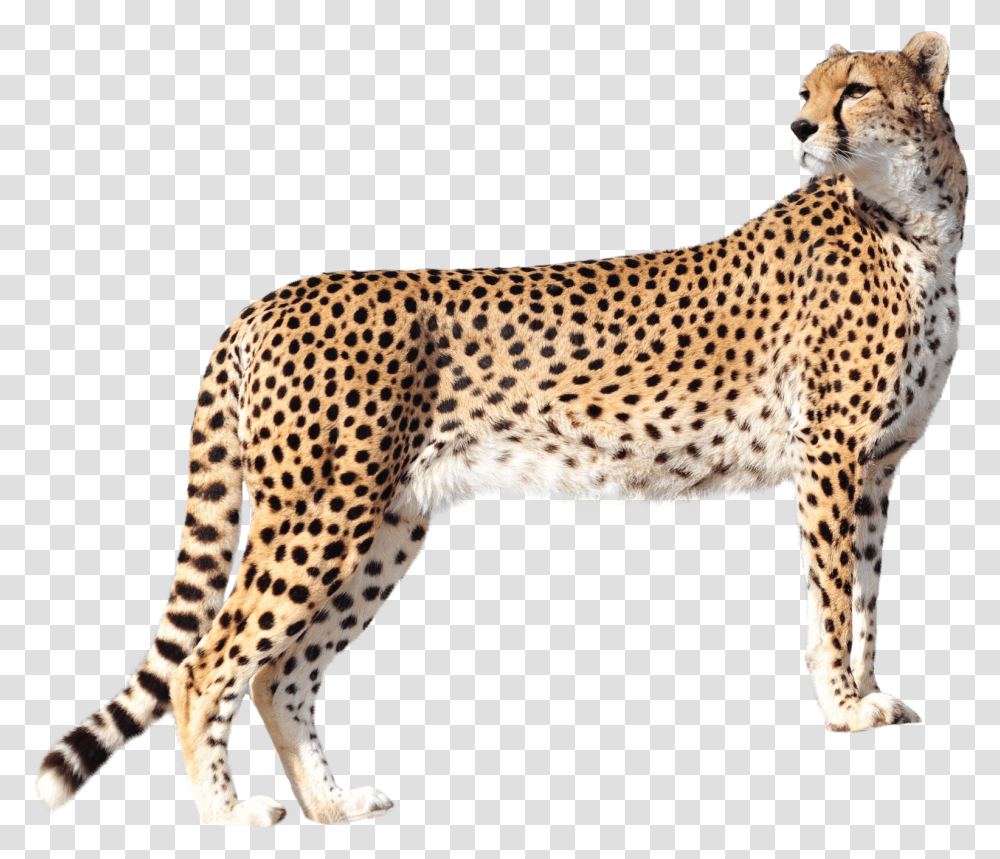 Cheetah Image Leopard, Wildlife, Mammal, Animal, Panther Transparent Png