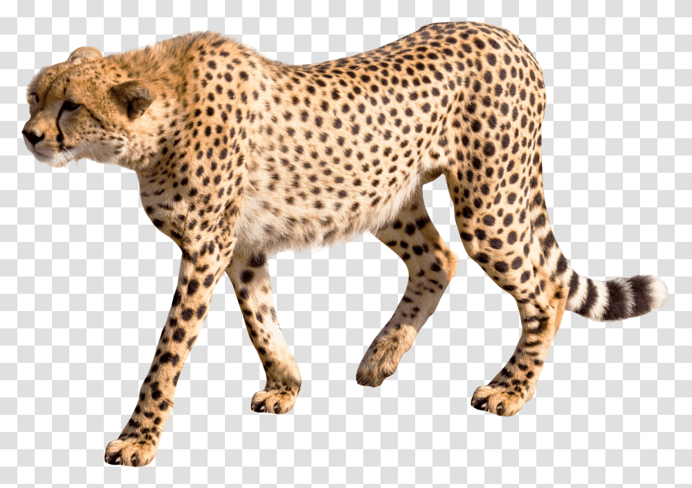 Cheetah Image, Wildlife, Mammal, Animal, Panther Transparent Png