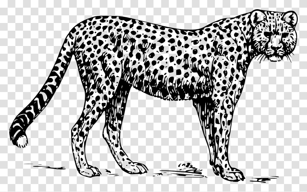 Cheetah Images Black And White, Gray, World Of Warcraft Transparent Png