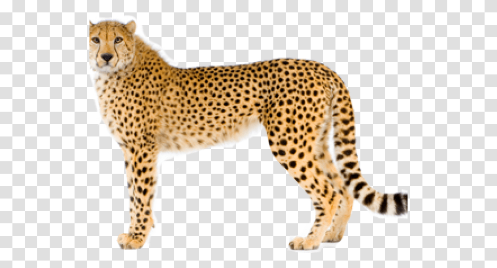 Cheetah Images Cheetah Images, Wildlife, Mammal, Animal, Panther Transparent Png