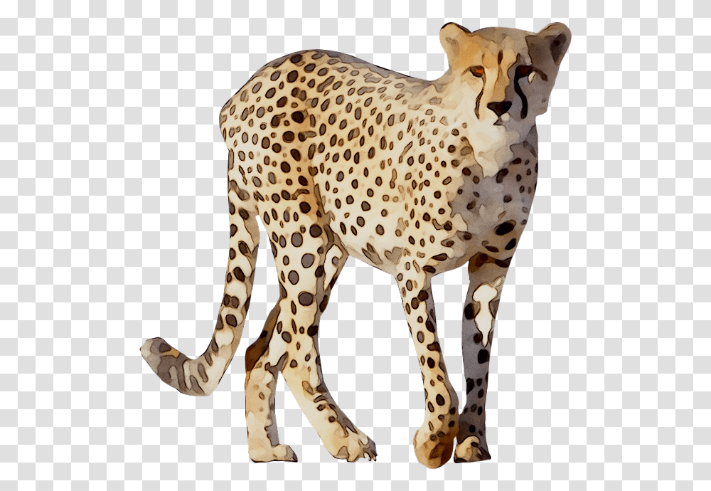 Cheetah Leopard Lion Animal Drawing Cheetah, Wildlife, Mammal, Zebra, Giraffe Transparent Png