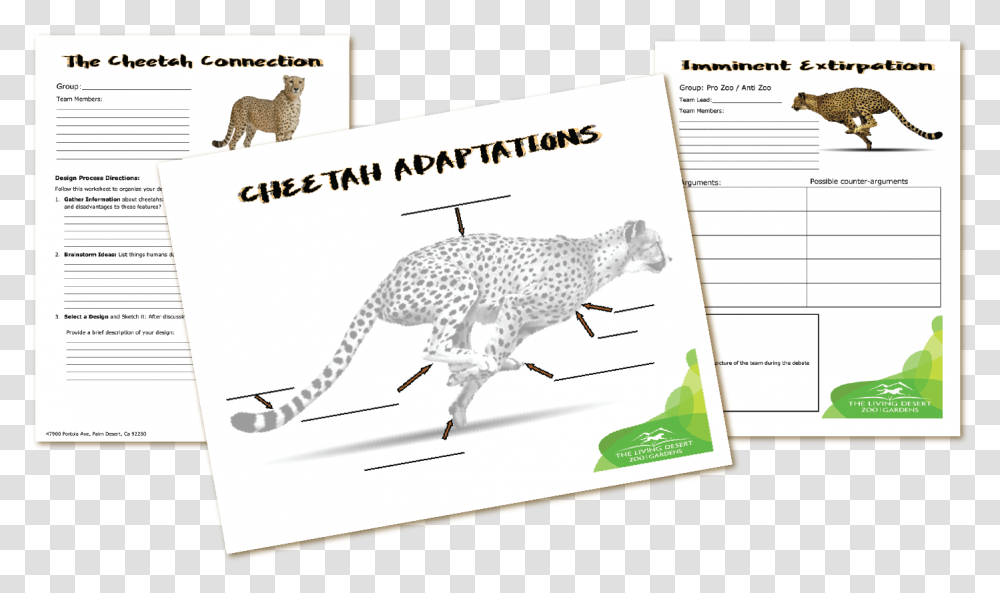 Cheetah, Lizard, Reptile, Animal, Wildlife Transparent Png