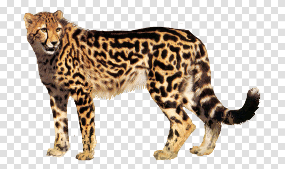 Cheetah Portable Network Graphics Clip Art Transparency, Wildlife, Mammal, Animal, Panther Transparent Png