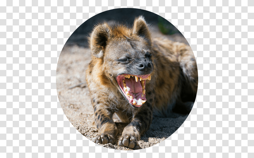 Cheetah Predators Download Hungry Hyena, Wildlife, Animal, Mammal, Dog Transparent Png