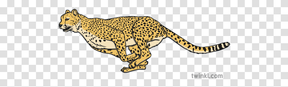 Cheetah Running Open Eyes Wild Animal Savannah South Africa Ks1 Dot, Wildlife, Mammal, Panther, Jaguar Transparent Png