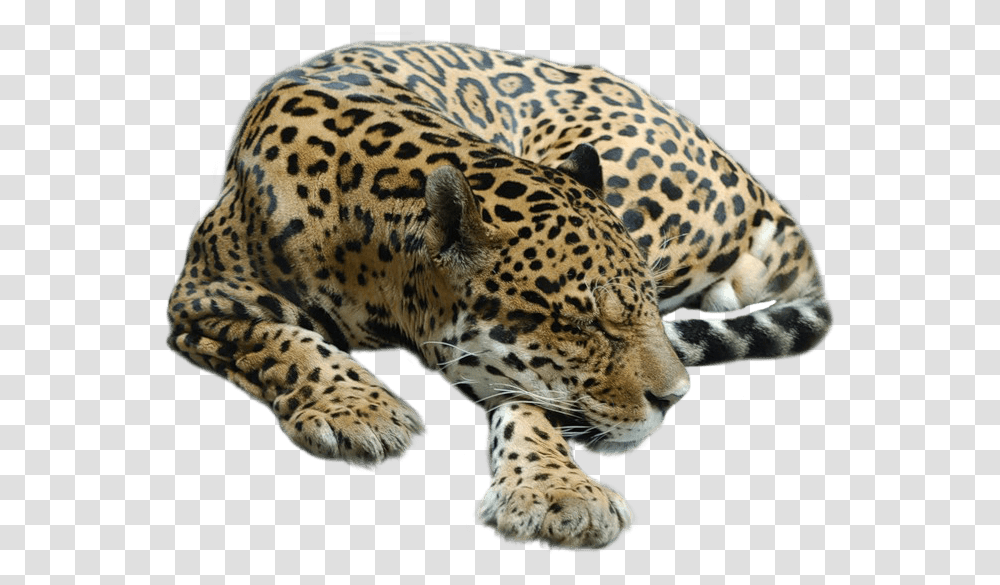 Cheetah Sleeping Sleeping Cheetah, Panther, Wildlife, Mammal, Animal Transparent Png