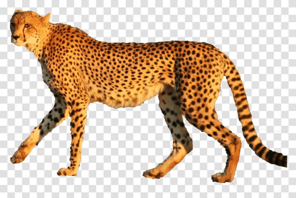 Cheetah Transparent Png