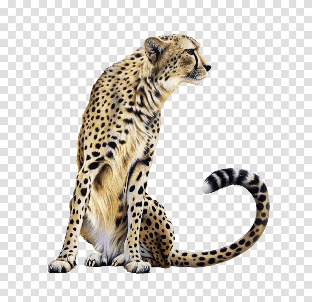 Cheetah Vector Clipart, Panther, Wildlife, Mammal, Animal Transparent Png