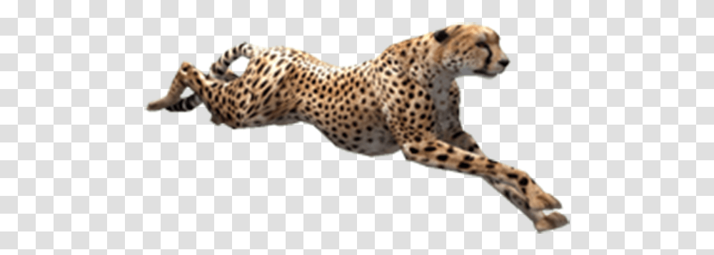 Cheetah, Wildlife, Mammal, Animal, Panther Transparent Png