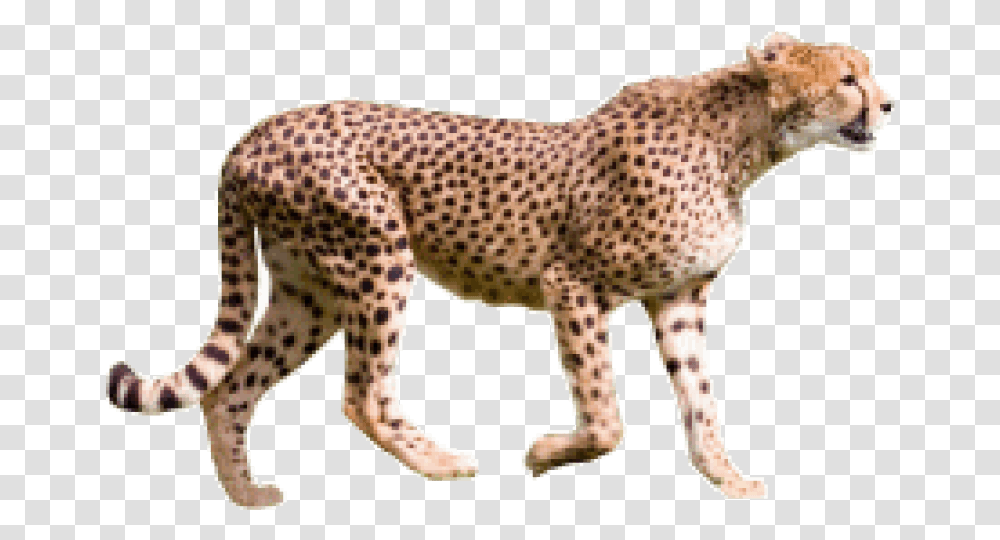 Cheetah, Wildlife, Mammal, Animal, Panther Transparent Png