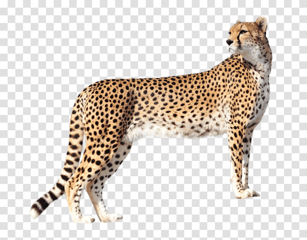 Cheetah, Wildlife, Mammal, Animal, Panther Transparent Png