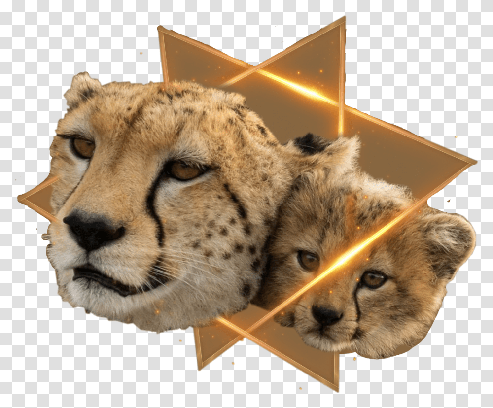 Cheetah, Wildlife, Mammal, Animal, Panther Transparent Png