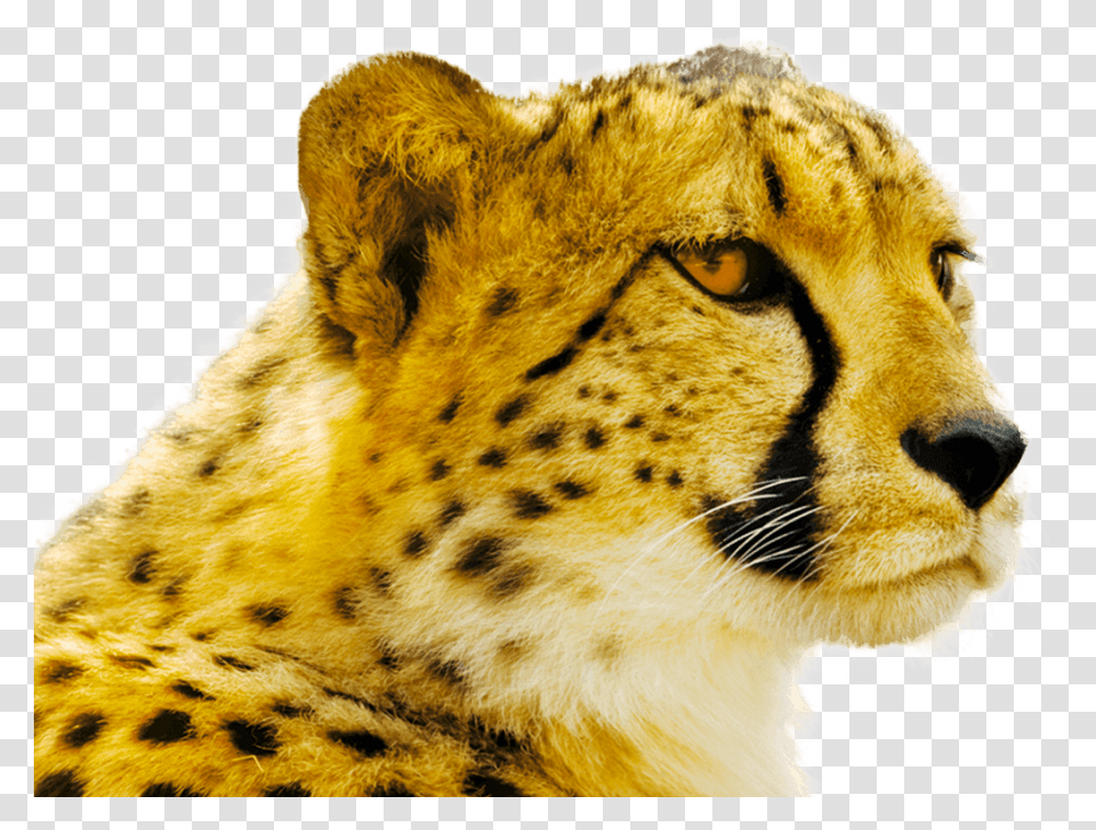 Cheetah, Wildlife, Mammal, Animal, Panther Transparent Png
