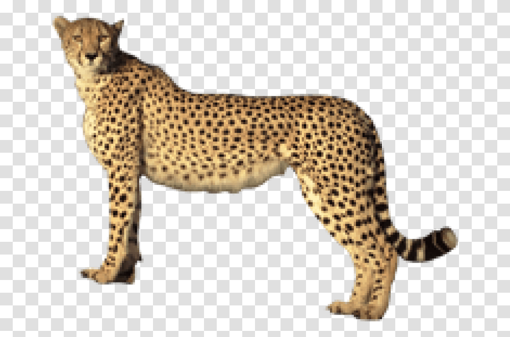 Cheetahs Clipart Cheetah Background, Wildlife, Mammal, Animal, Panther Transparent Png