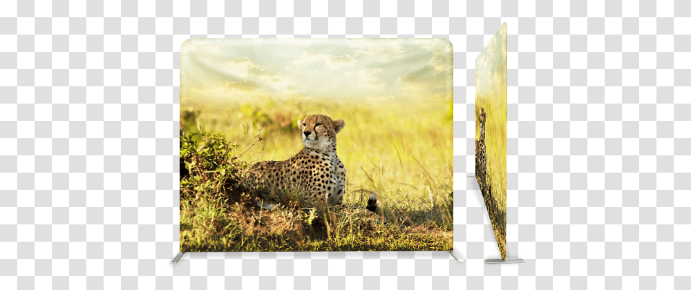 Cheetahs In The Savanna, Wildlife, Mammal, Animal, Panther Transparent Png