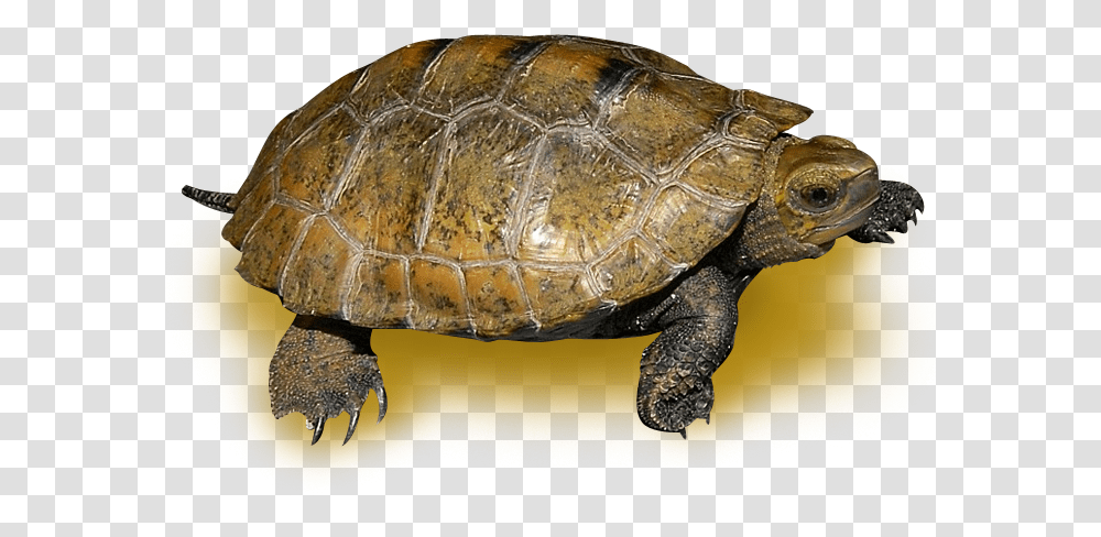Chelonoidis, Turtle, Reptile, Sea Life, Animal Transparent Png