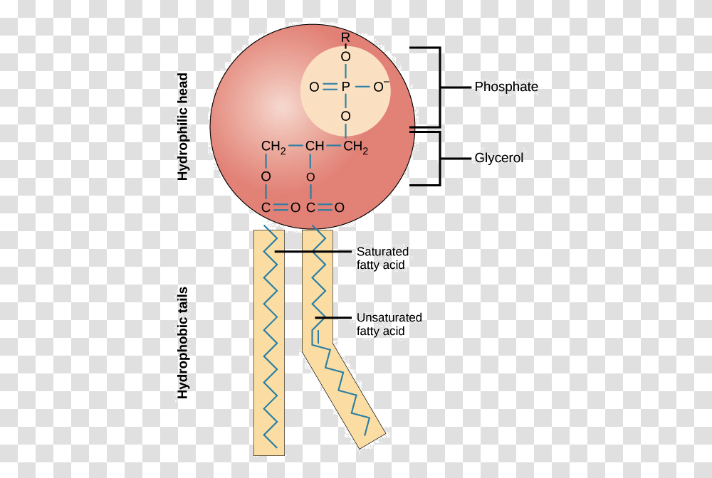 Chemical Structure Of Plasma Membrane, Plot, Clock Tower, Architecture, Building Transparent Png