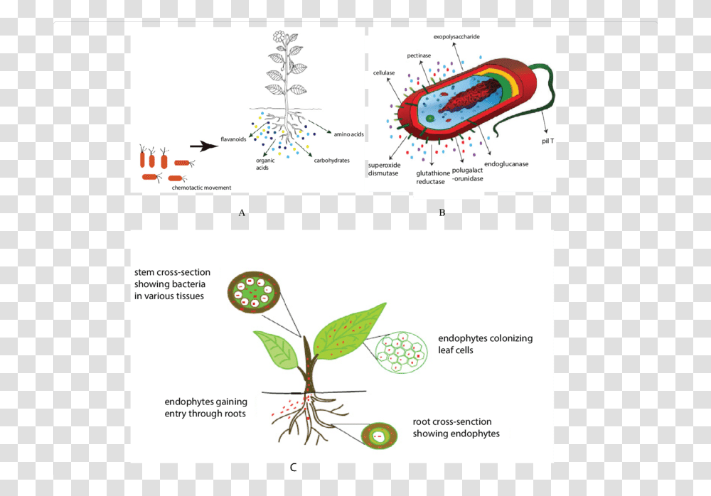 Chemotactic Movement In Plants, Label, Paper, Advertisement Transparent Png