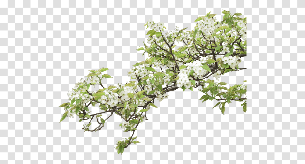 Cheremuha, Plant, Flower, Acanthaceae, Tree Transparent Png