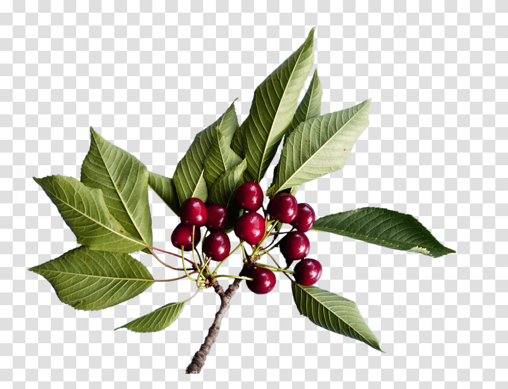 Cherries 960, Fruit, Plant, Food, Cherry Transparent Png