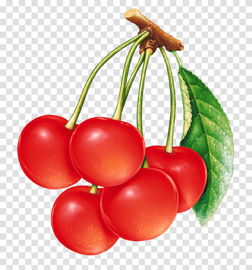 Cherries Image, Plant, Fruit, Food, Cherry Transparent Png