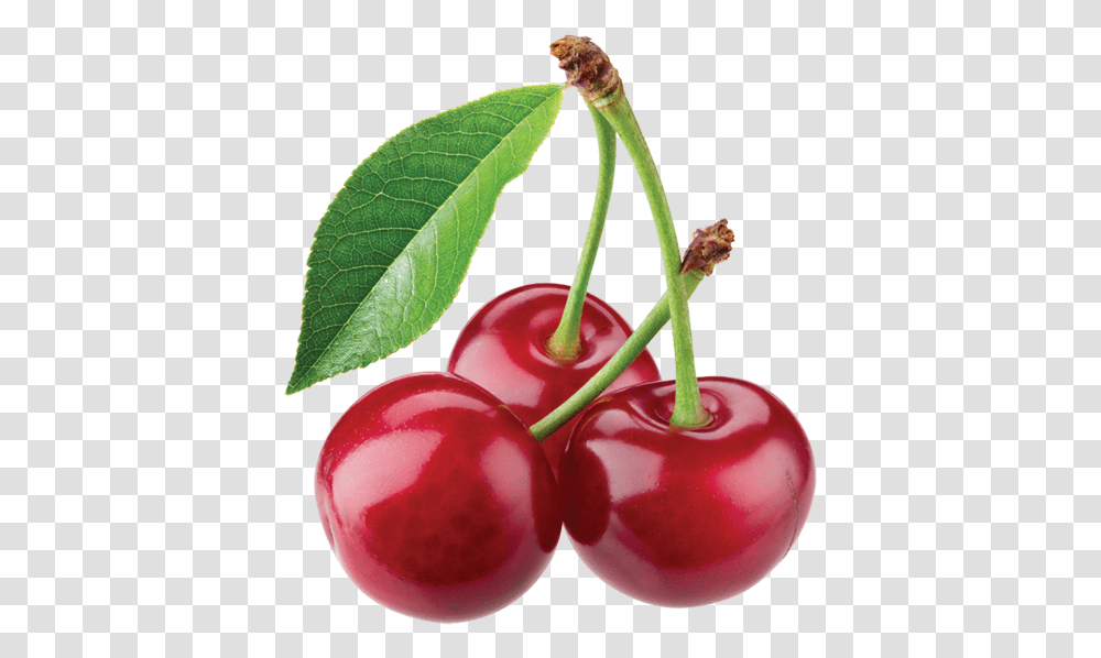 Cherries, Plant, Fruit, Food, Cherry Transparent Png