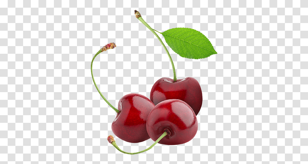 Cherries Tart Cherry No Background, Plant, Fruit, Food Transparent Png