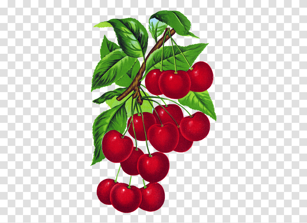 Cherries Vintage Cherry Branch Fruit Leaves Red Branch Of Cherries, Plant, Food Transparent Png