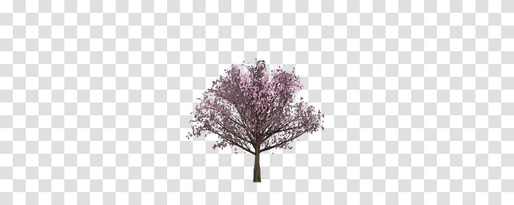 Cherry Nature, Plant, Flower, Blossom Transparent Png