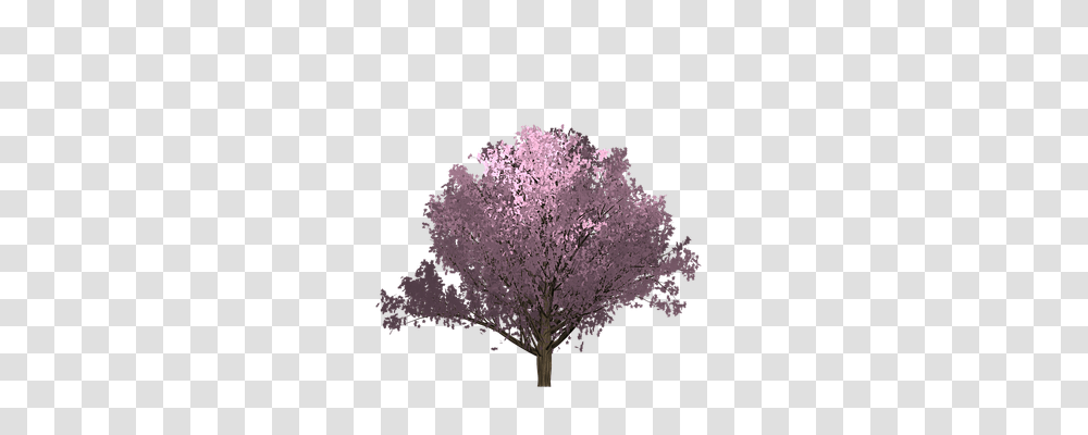 Cherry Nature, Plant, Flower, Blossom Transparent Png