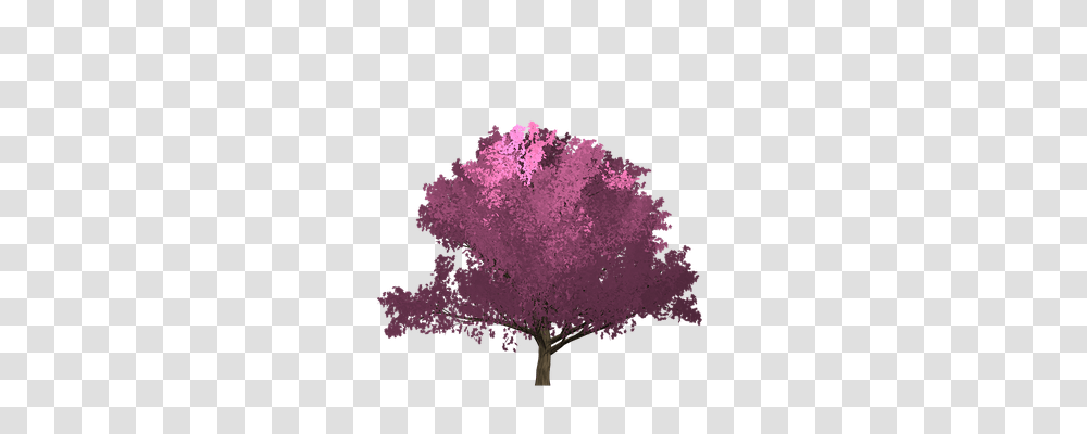 Cherry Nature, Plant, Purple, Tree Transparent Png