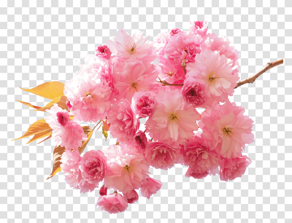 Cherry Blossom Clip, Holiday Transparent Png