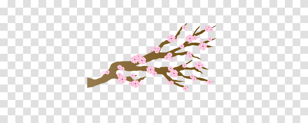 Cherry Blossom Nature, Plant, Flower, Petal Transparent Png