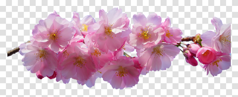 Cherry Blossom Background Cherry Blossom, Plant, Flower, Geranium, Anther Transparent Png