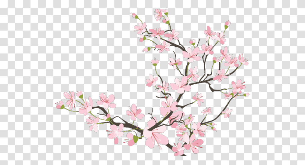 Cherry Blossom Background, Plant, Flower, Petal Transparent Png