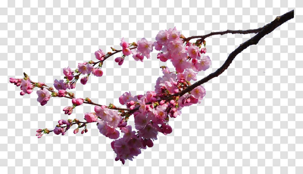 Cherry Blossom Background, Plant, Flower Transparent Png